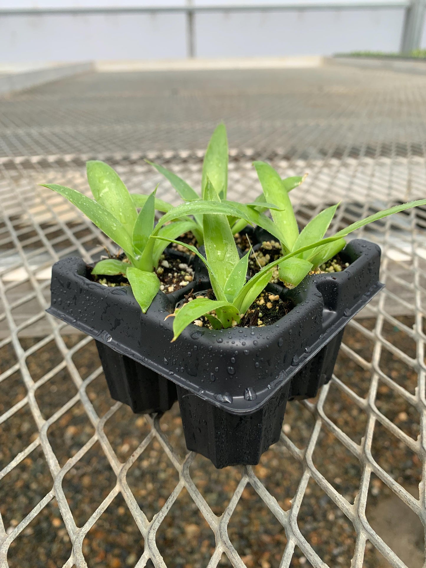 4 Pack: Agave 'Blue Flame' Starter Plants from Tissue Culture (TC)