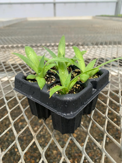 Agave 'Blue Flame' Succulent Starter Plants - MicroStarts Plant Plug 4 Pack