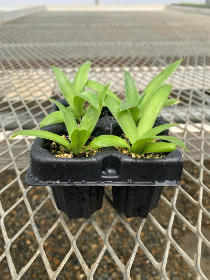 Agave 'Blue Flame' Succulent Starter Plants - MicroStarts Plant Plug 4 Pack