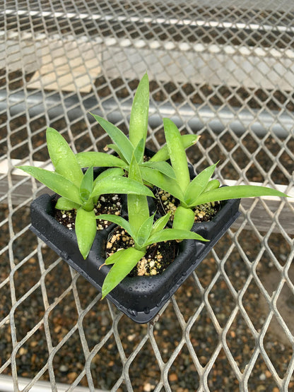 Agave 'Blue Flame' Succulent Starter Plants - MicroStarts Plant Plug 4 Pack