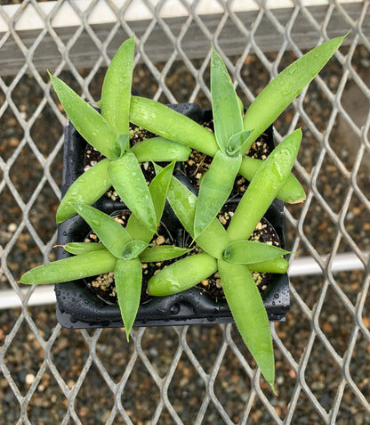 Agave 'Blue Flame' Succulent Starter Plants - MicroStarts Plant Plug 4 Pack