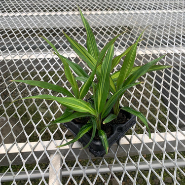 Variegated Hawaiian Ti