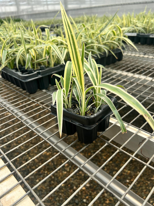 4 Pack: Dianelle variegata a.k.a. Tasmanian flax-lily Tissue Culture (TC) Starter Plants