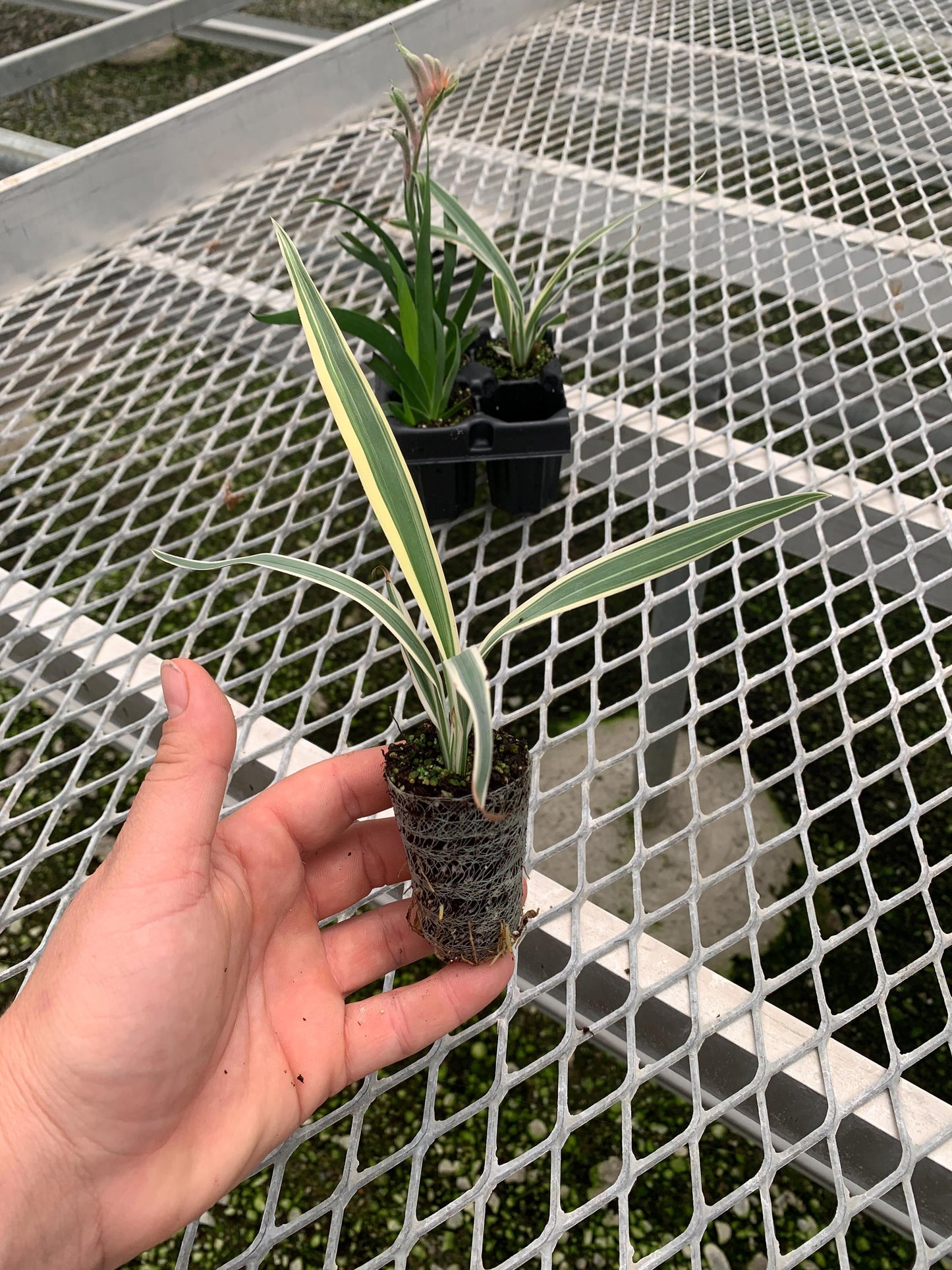 Landscape 2x2 Starter Pack: Kangaroo Paw and Tasmanian falx-lily aka Dianelle variegata & Anigozanthos 'Bush Ranger'  from Tissue Culture