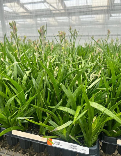Kangaroo Paw (Anigozanthos 'Bush Ranger') & Tasmanian flax-lily (Dianelle variegata) Starter Plants 2x2 Pack - MicroStarts Plant Plugs