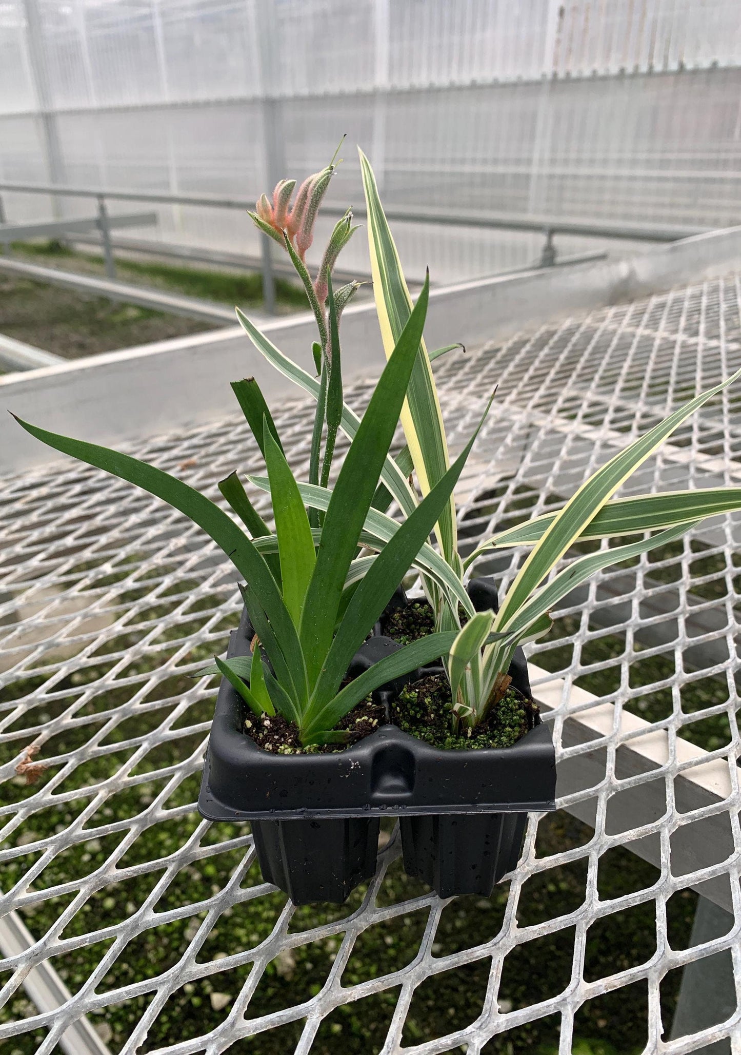 Landscape 2x2 Starter Pack: Kangaroo Paw and Tasmanian falx-lily aka Dianelle variegata & Anigozanthos 'Bush Ranger'  from Tissue Culture