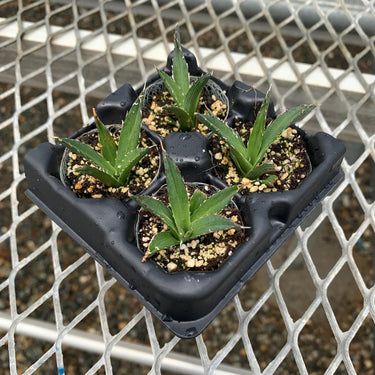 King Ferdinand Agave