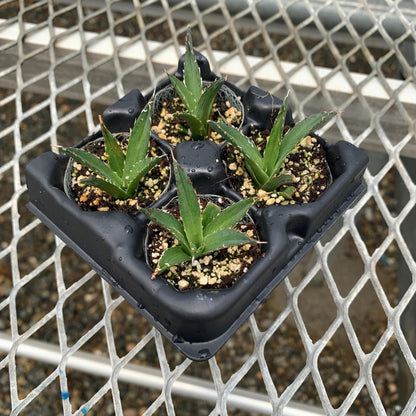 King of the Agaves, Agave nickelsiae Succulent Starter Plants - MicroStarts Plant Plugs 4 Pack