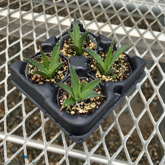 4 Pack: King of Agaves Starter Landscape Plant from Tissue Culture (TC) Agave nickelsiae (formerly known as ferdinandi regis)