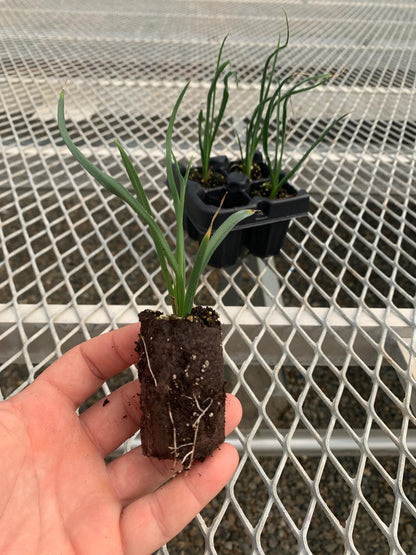 Yellow Flowering Yucca, Hesperaloe parviflora 'Yellow' Starter Plants - MicroStarts Plant Plugs