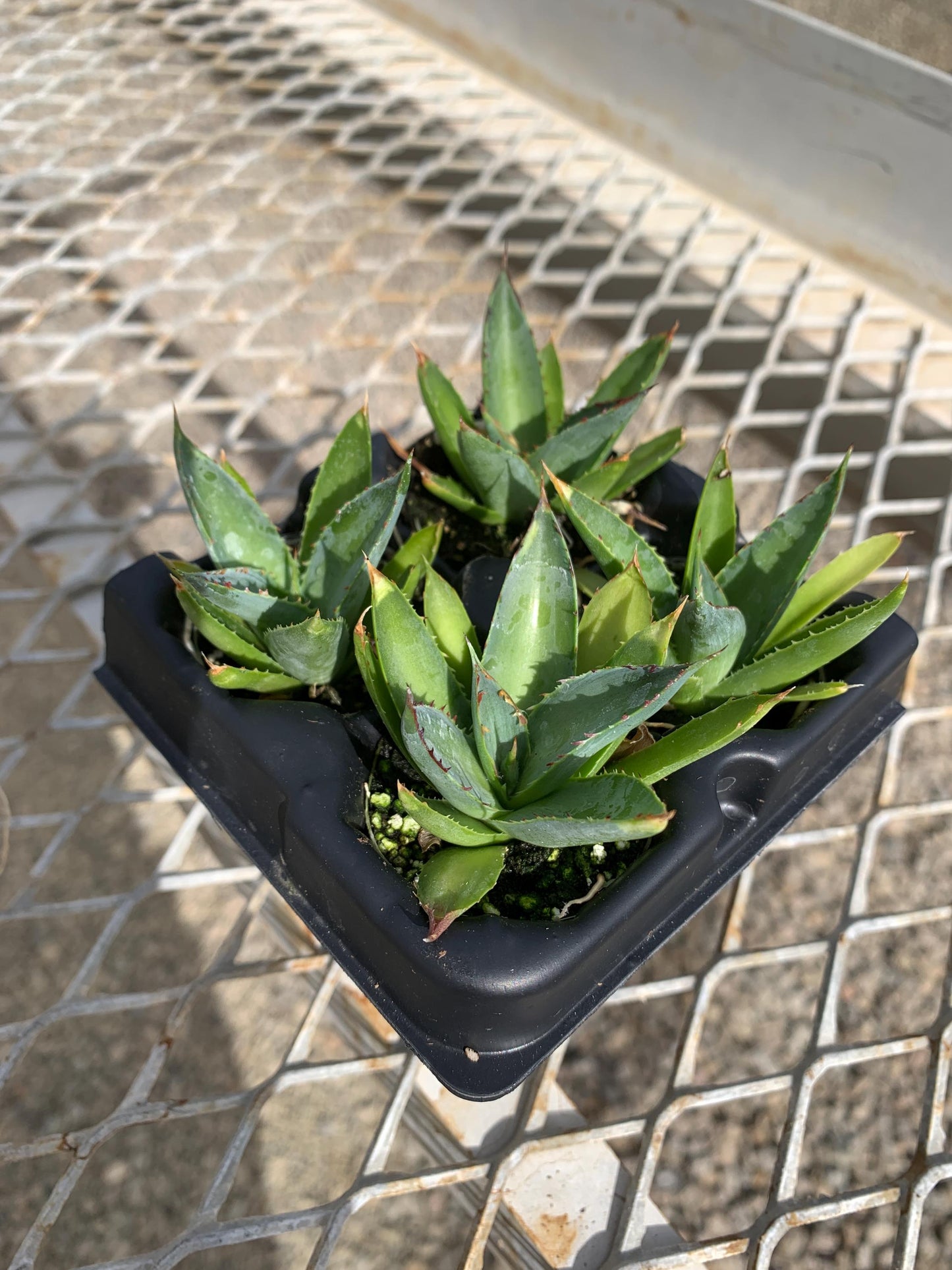 4 Pack: Blue Glow Agave Tissue Culture (TC) Starter Plants