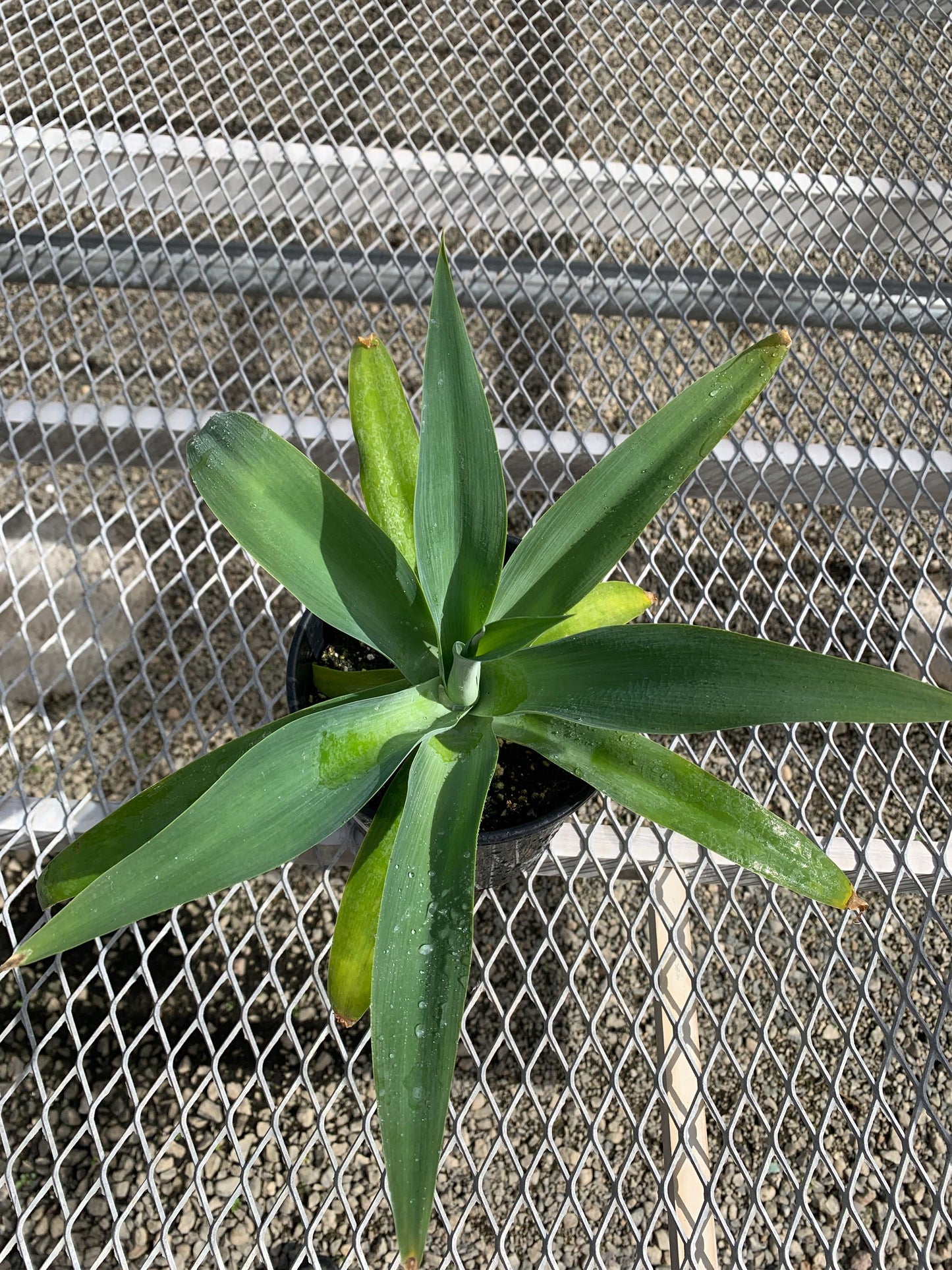 Agave 'Boutine Blue' - 1 Gallon