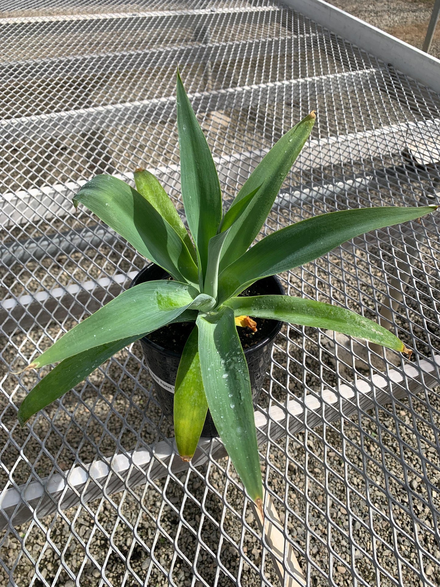 Agave 'Boutine Blue' - 1 Gallon