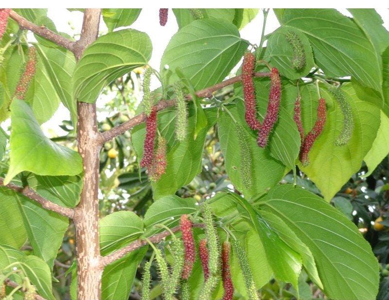 Himalayan Fruiting Mulberry Starter Plants from Tissue Culture- Morus serrata