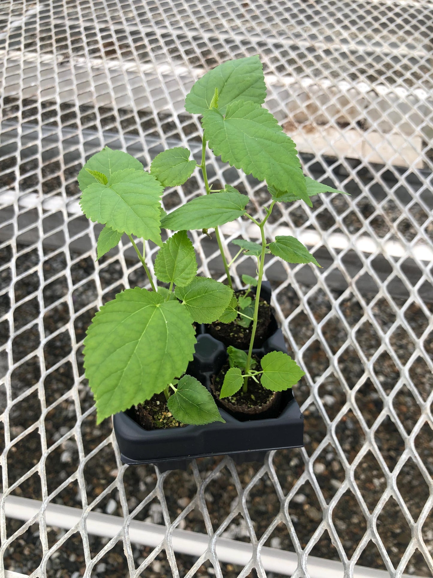 Dwarf Everbearing Mulberry - Morus nigra - Starter Plants