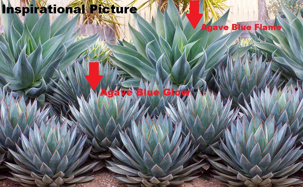 Agave 'Boutine Blue' - 1 Gallon