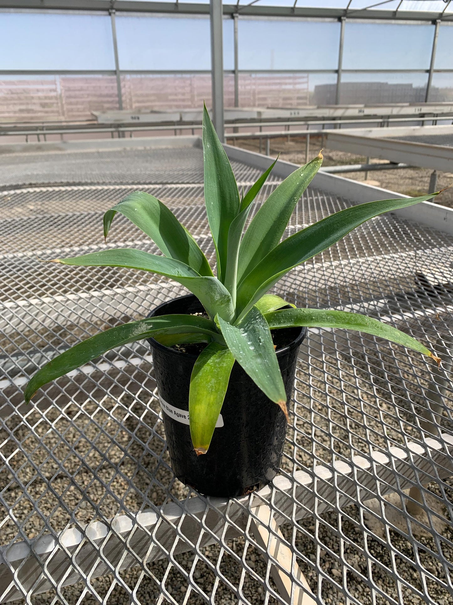 Agave 'Boutine Blue' - 1 Gallon