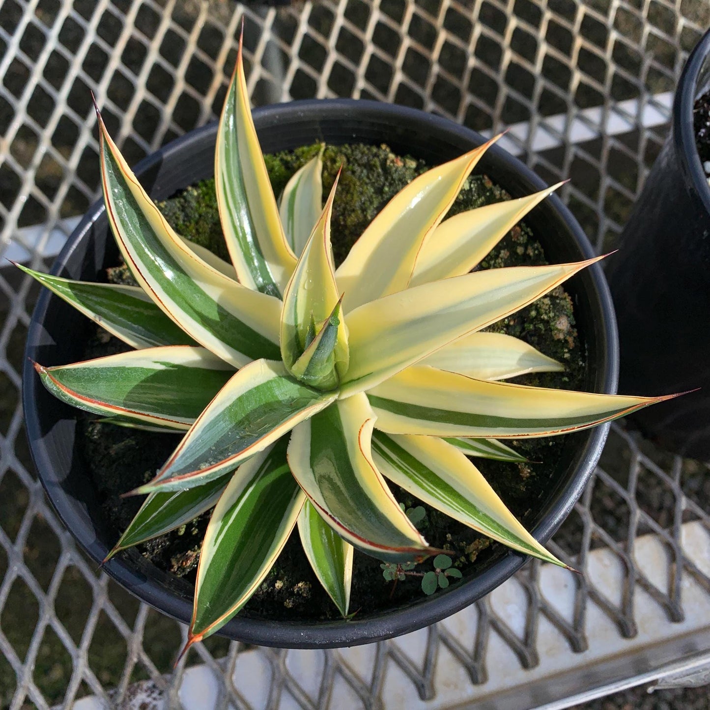 Rare Half-Moon Variegated 'Blue Glow Agave in 1-gallon pot - Pick Your Exact Plant