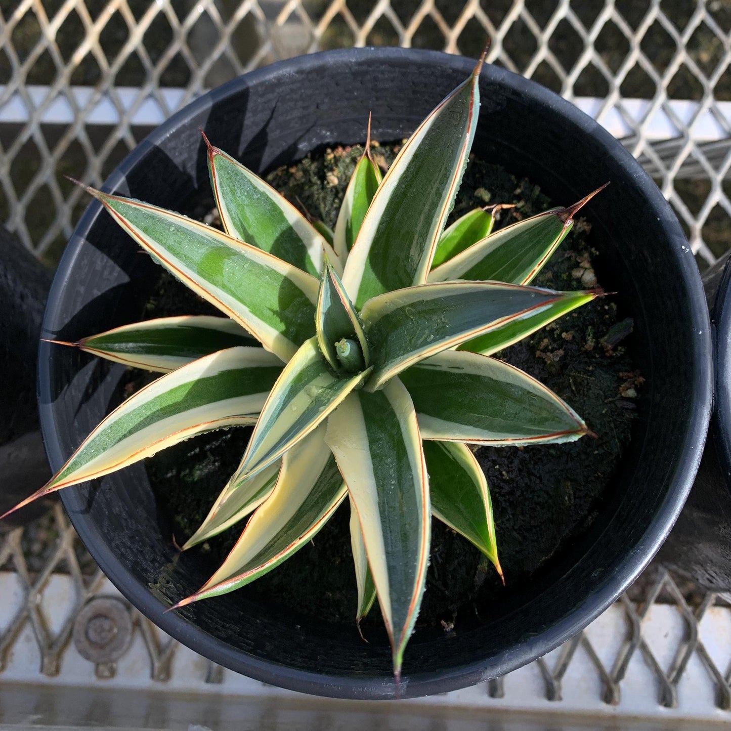 Rare Half-Moon Variegated 'Blue Glow Agave in 1-gallon pot - Pick Your Exact Plant