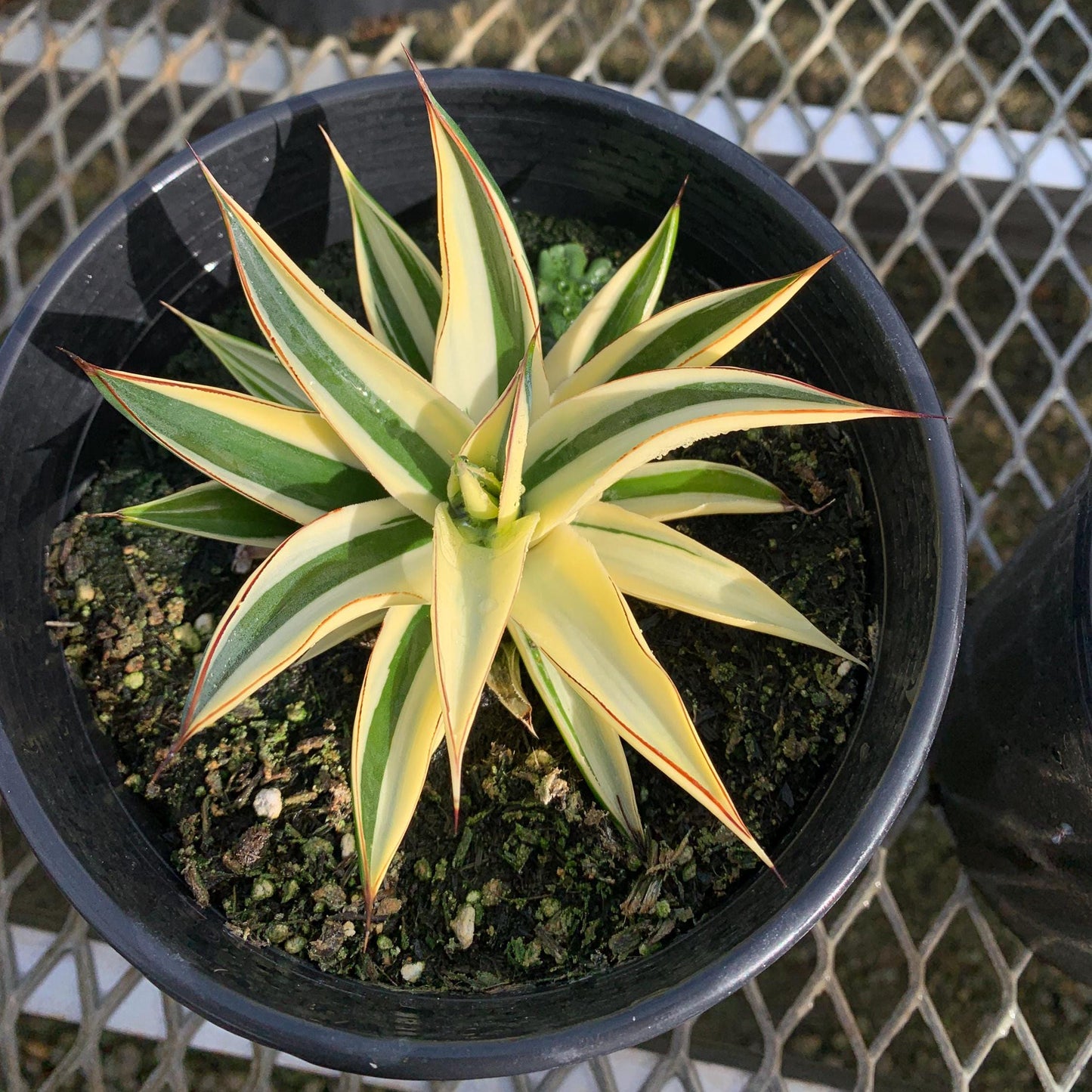 Rare Half-Moon Variegated 'Blue Glow Agave in 1-gallon pot - Pick Your Exact Plant