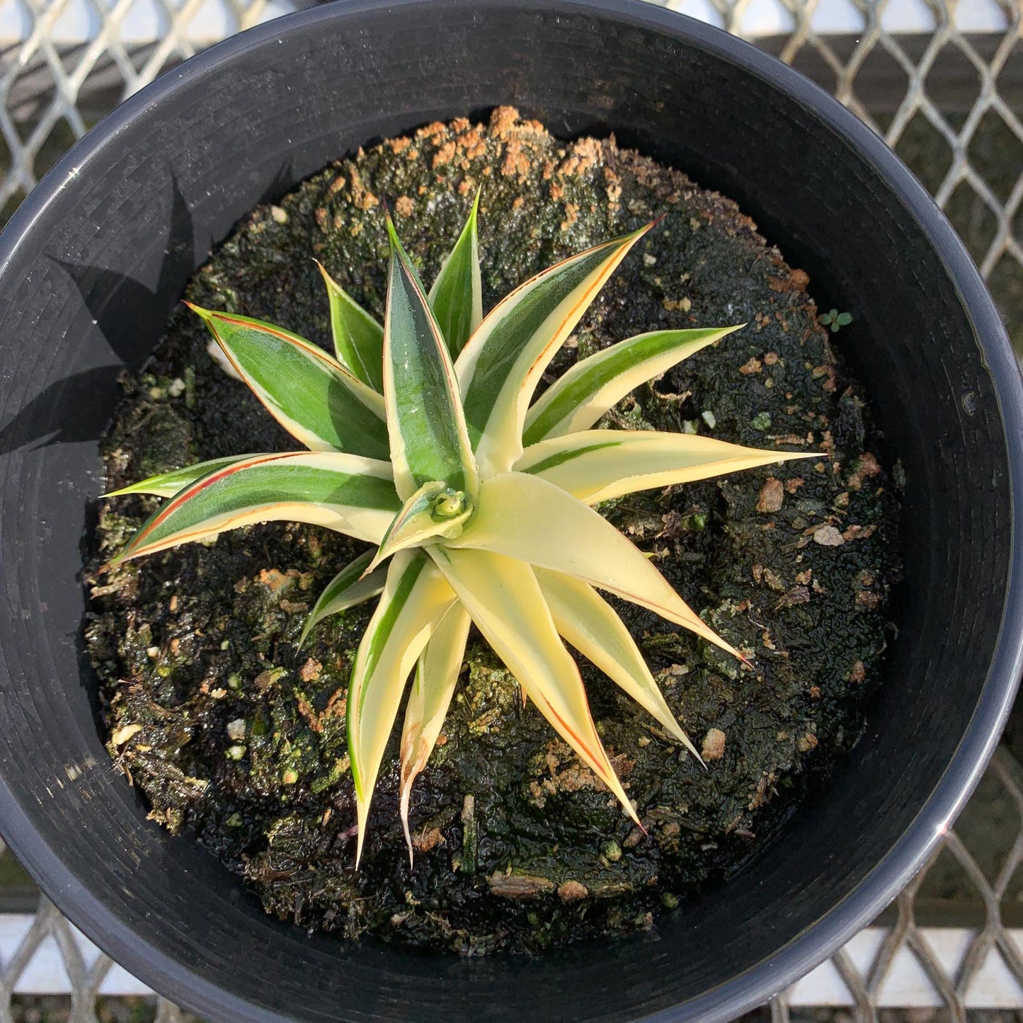 Rare Half-Moon Variegated 'Blue Glow Agave in 1-gallon pot - Pick Your Exact Plant