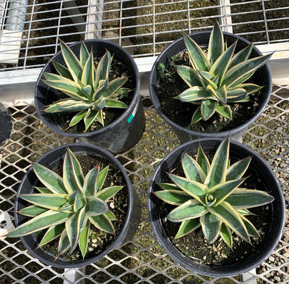 Agave 'Blue Glow', Variegated Snow Glow Succulent - 1 Gallon