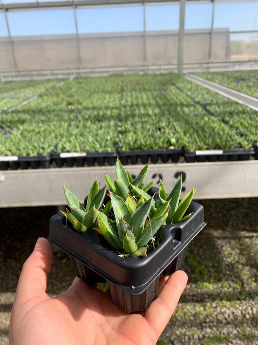 4 Pack: Blue Glow Agave Tissue Culture (TC) Starter Plants