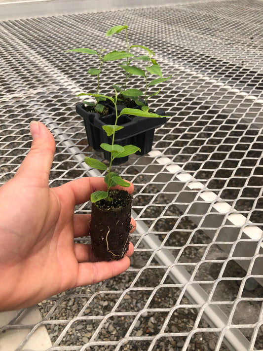 Jujube GA 866 (Chinese Red Date) - MicroStarts Tissue Culture (Own Root) Starter Trees - Choose your size!