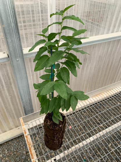 Jujube GA-866 (Chinese Red Date) 1 Gallon/Jumbo Ellepot Trees - MicroStarts Tissue Culture (Own Root) Trees