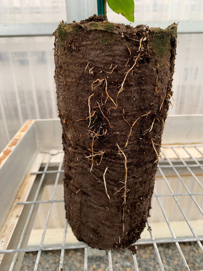 Jujube GA-866 (Chinese Red Date) 1 Gallon/Jumbo Ellepot Trees - MicroStarts Tissue Culture (Own Root) Trees