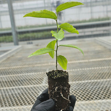 Jujube GA-866