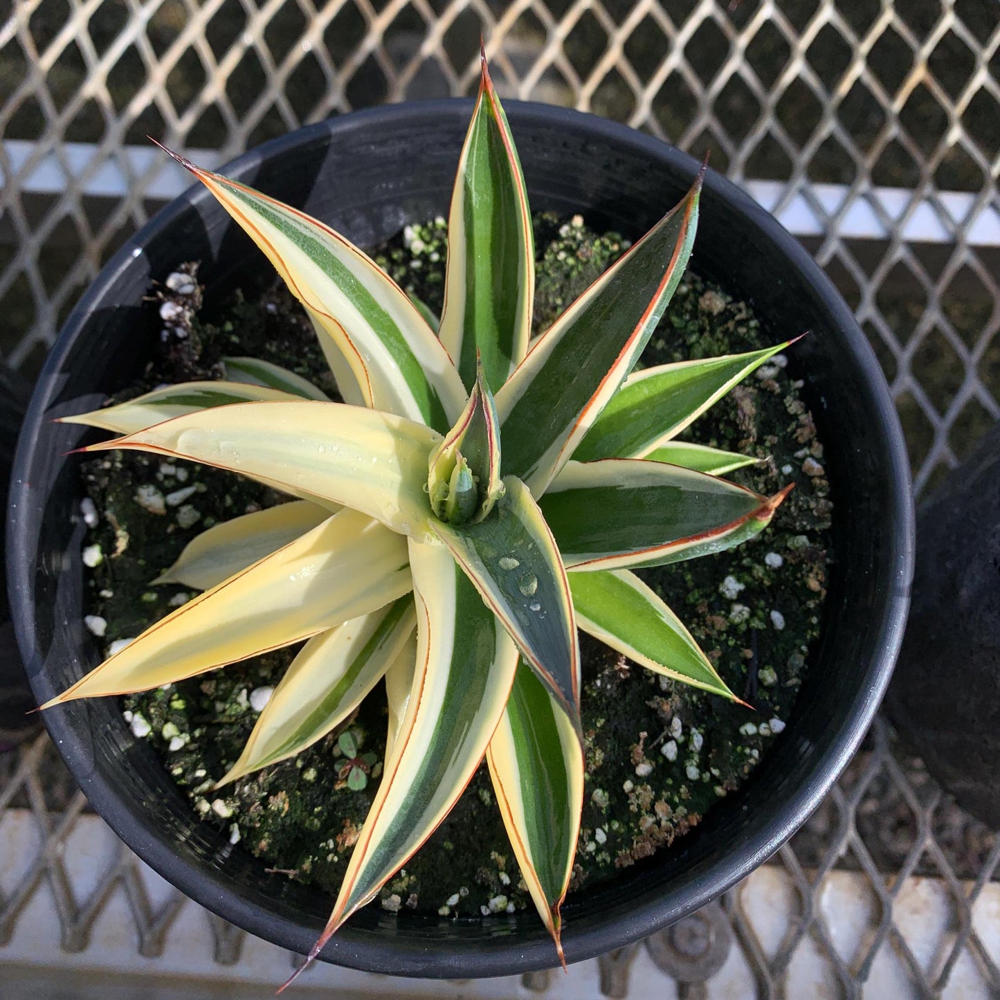 Rare Half-Moon Variegated 'Blue Glow Agave in 1-gallon pot - Pick Your Exact Plant