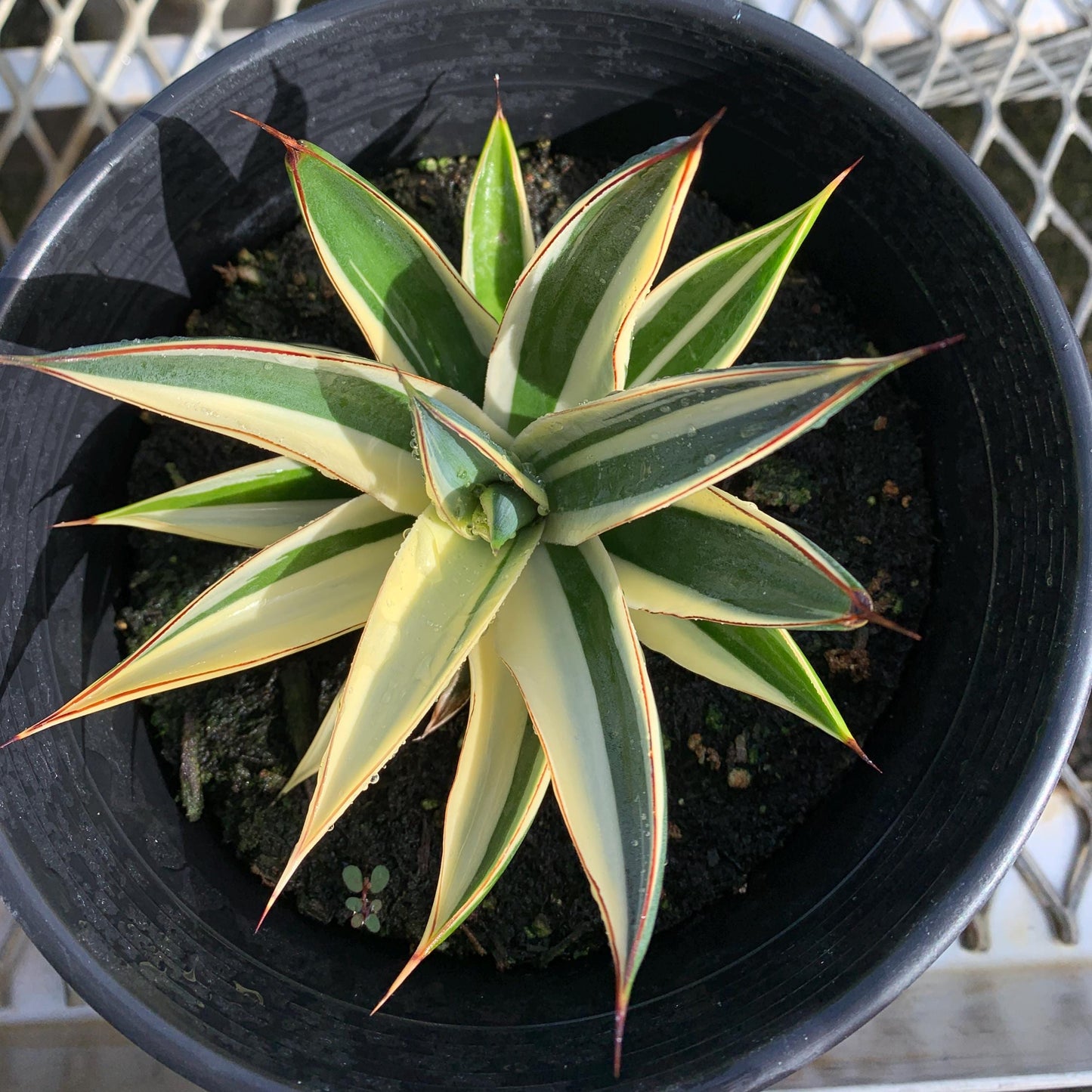 Rare Half-Moon Variegated 'Blue Glow Agave in 1-gallon pot - Pick Your Exact Plant