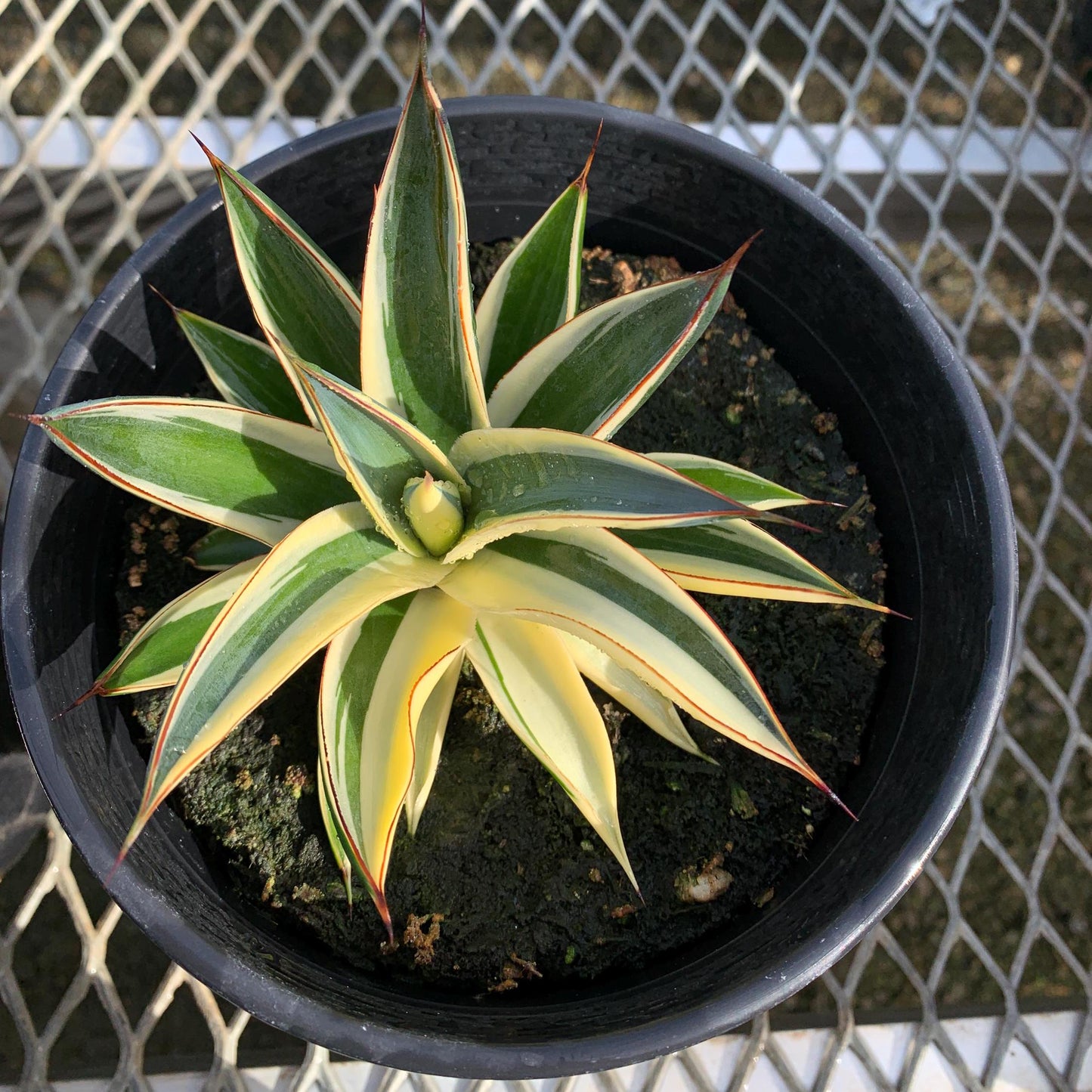 Rare Half-Moon Variegated 'Blue Glow Agave in 1-gallon pot - Pick Your Exact Plant