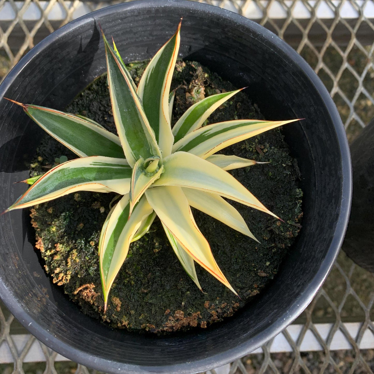 Rare Half-Moon Variegated 'Blue Glow Agave in 1-gallon pot - Pick Your Exact Plant