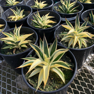 Half-Moon Reverse Variegated Blue Glow Agave