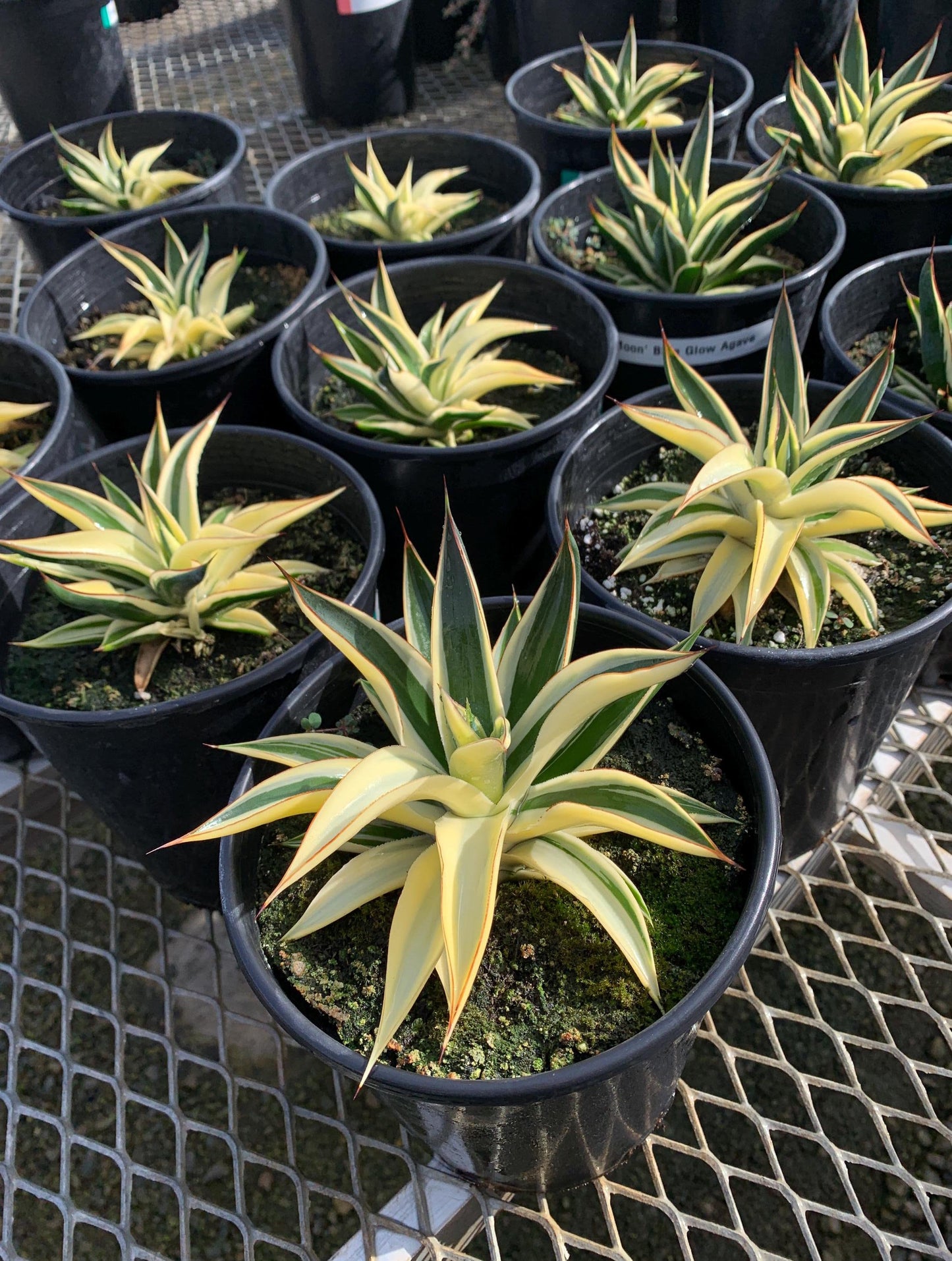 Rare Half-Moon Variegated 'Blue Glow Agave in 1-gallon pot - Pick Your Exact Plant