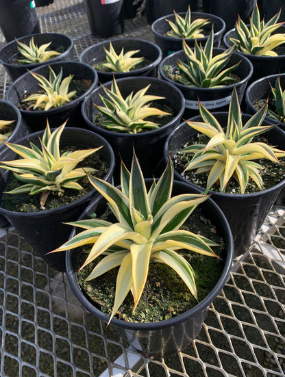 Agave 'Blue Glow' Half-Moon Variegated Succulent 1 Gallon Plants - MicroStarts - Pick Your Exact Plant