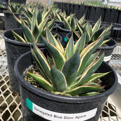Agave 'Blue Glow', Variegated Snow Glow Succulent - 1 Gallon