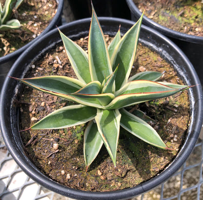 Agave 'Blue Glow', Variegated Snow Glow Succulent - 1 Gallon