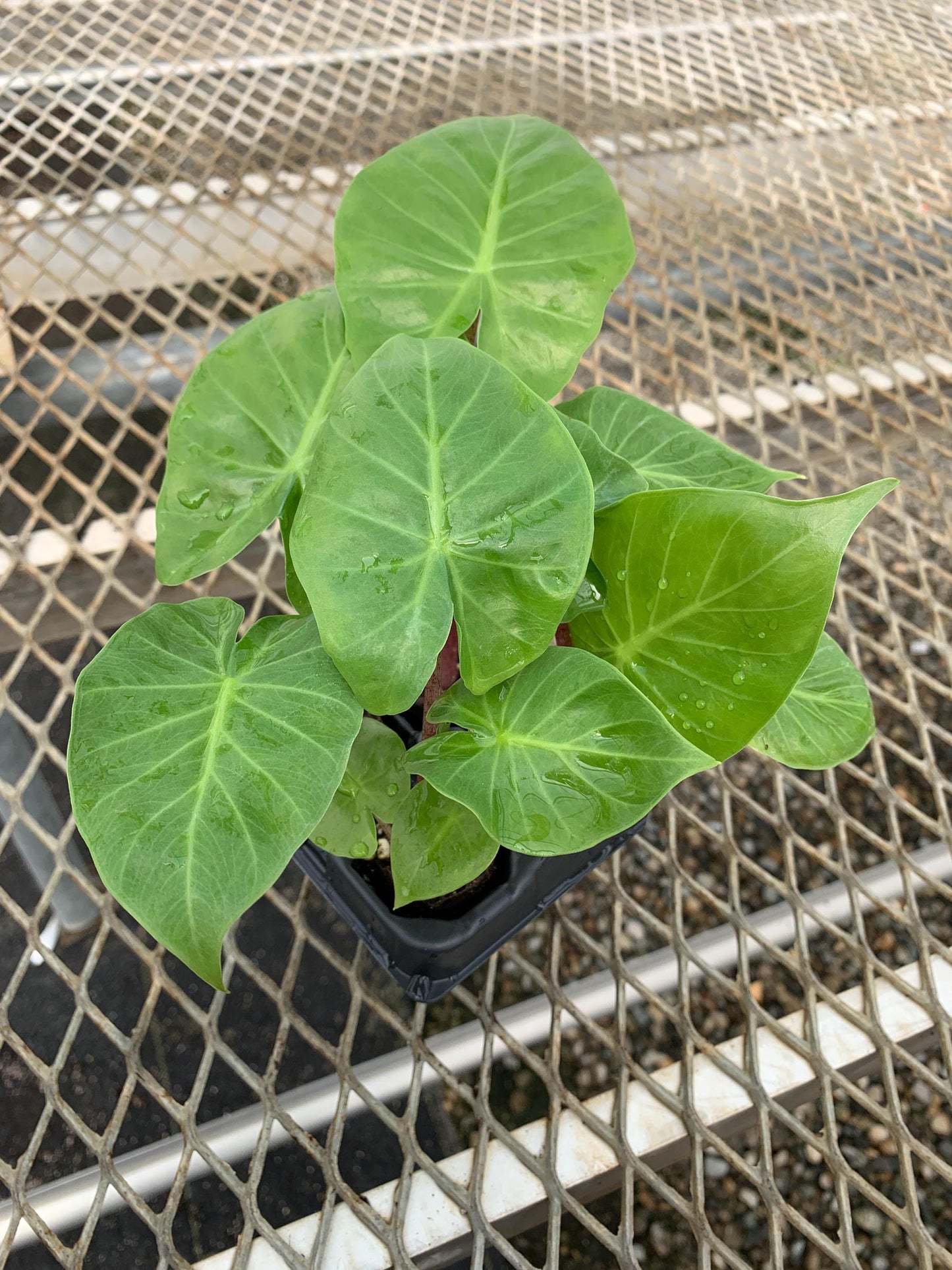 Red Imperial Alocasia Elephant Ear Plant - Houseplant or Tropical Landscape