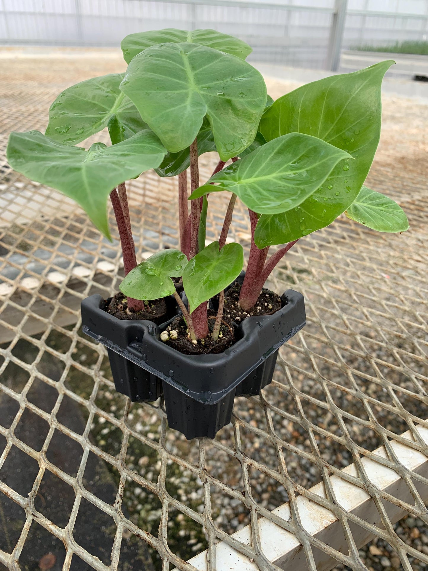 Red Imperial Alocasia Elephant Ear Plant - Houseplant or Tropical Landscape