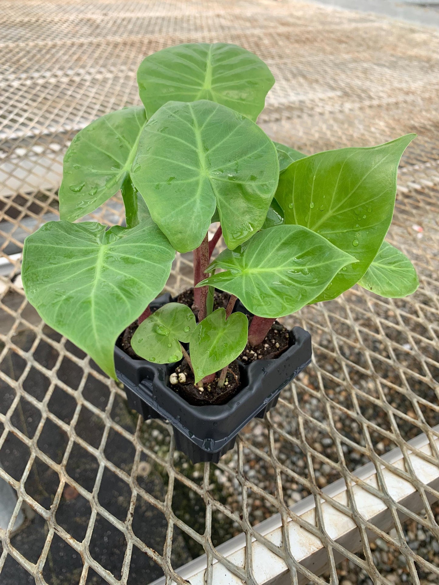 Red Imperial Alocasia Elephant Ear Plant - Houseplant or Tropical Landscape