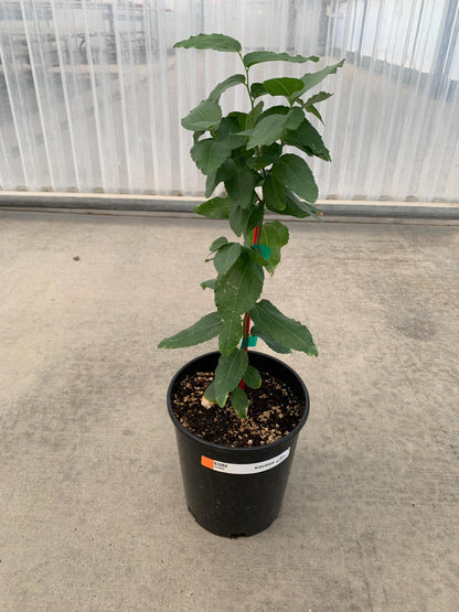 Jujube GA-866 (Chinese Red Date) 1 Gallon/Jumbo Ellepot Trees - MicroStarts Tissue Culture (Own Root) Trees