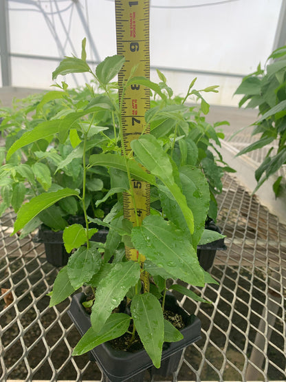 Jujube GA 866 (Chinese Red Date) - MicroStarts Tissue Culture (Own Root) Starter Trees - Choose your size!