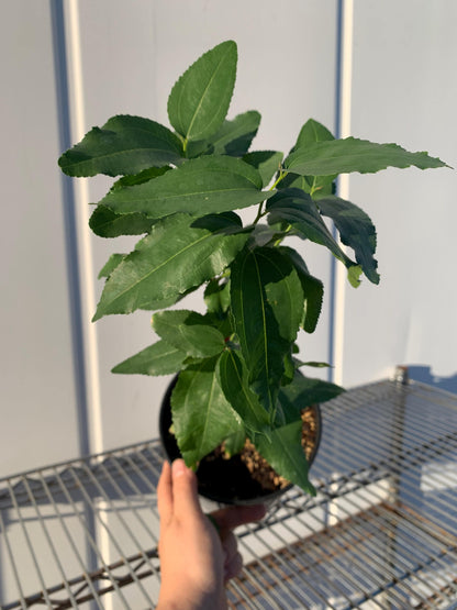 Jujube GA-866 (Chinese Red Date) 1 Gallon/Jumbo Ellepot Trees - MicroStarts Tissue Culture (Own Root) Trees