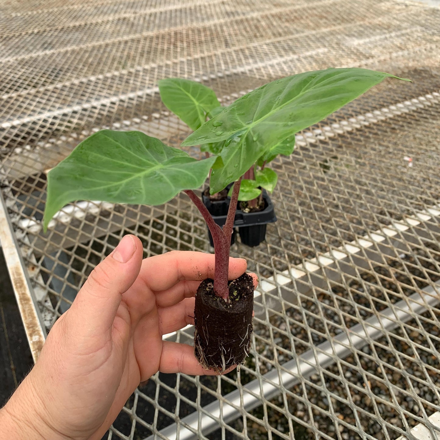 Red Imperial Alocasia Elephant Ear Plant - Houseplant or Tropical Landscape