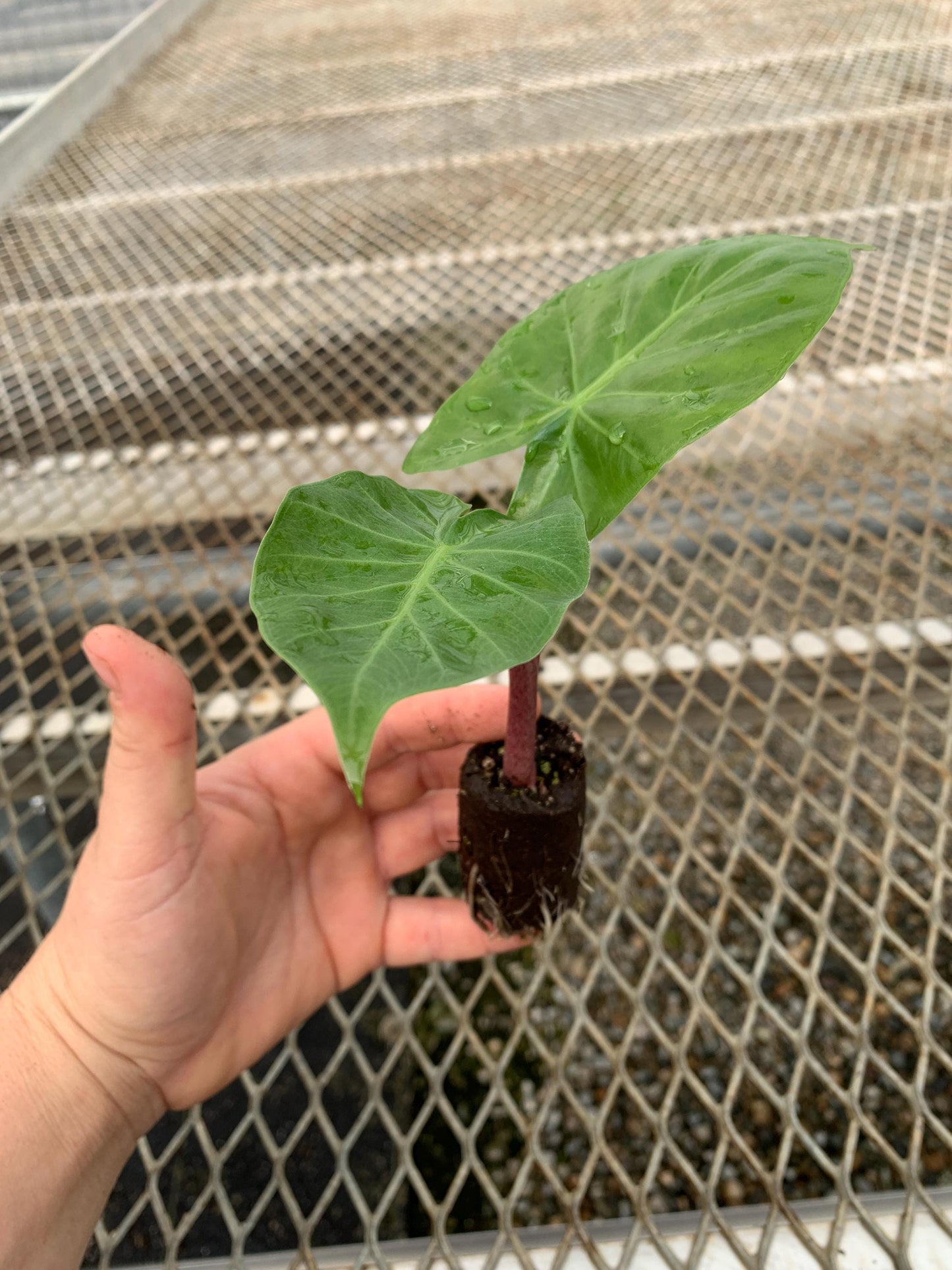 Red Imperial Alocasia Elephant Ear Plant - Houseplant or Tropical Landscape