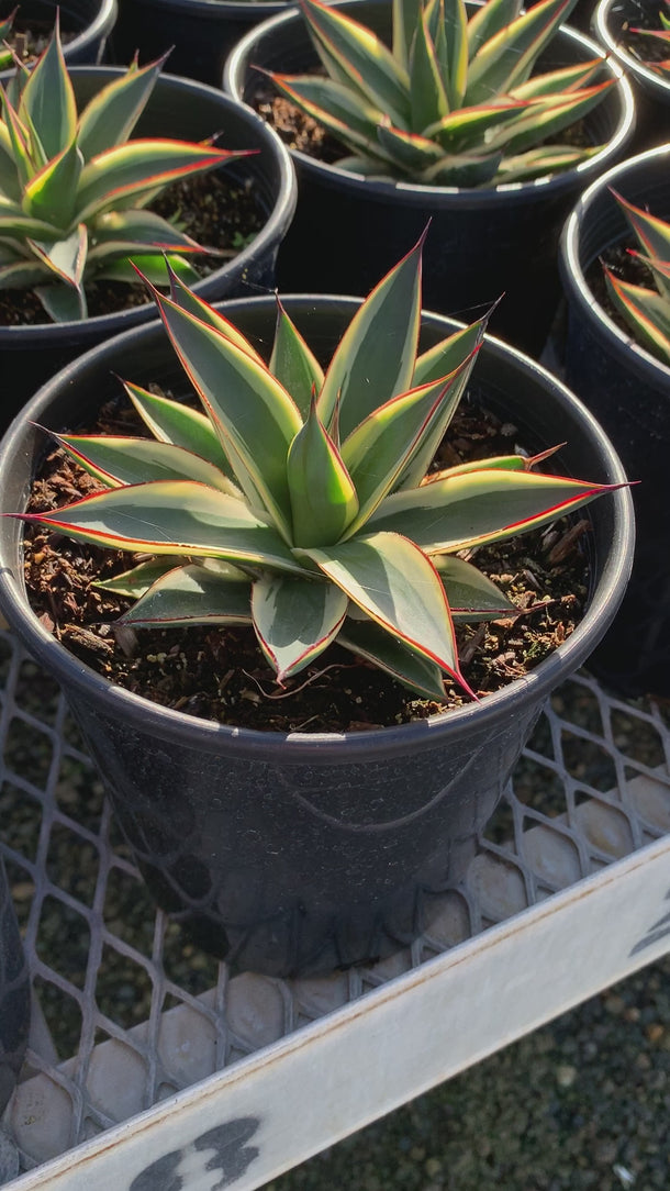 California Glow Agave 1 gal pots - Variegated Blue Glow - Drought