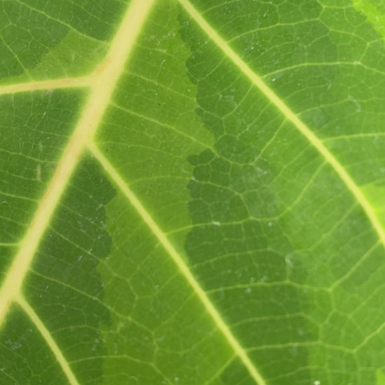 A video of a 1 gallon Ficus altissima 'Variegata'. The plant has a sturdy stem, and the leaves show white veins and a mix of light green and dark green coloration.
